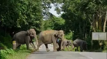 12th June 2025 - Current Affairs 1 elephants 1600 1