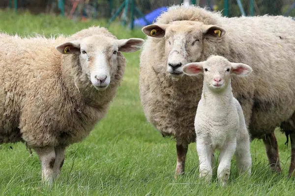 10th June 2025 - Current Affairs 7 sheep 1547720 1280 1