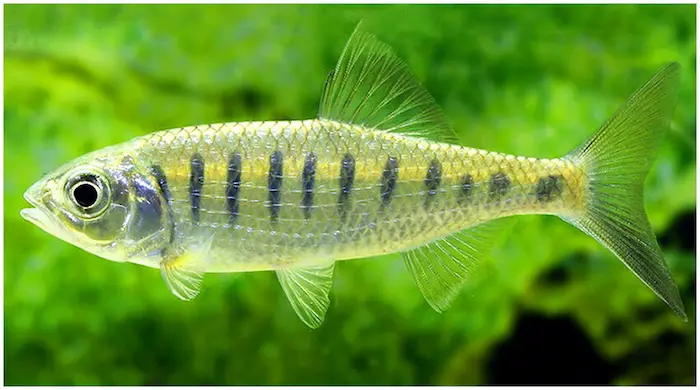 Barilius barila the specimen was collected from the Da Ying River in Yingjiang County