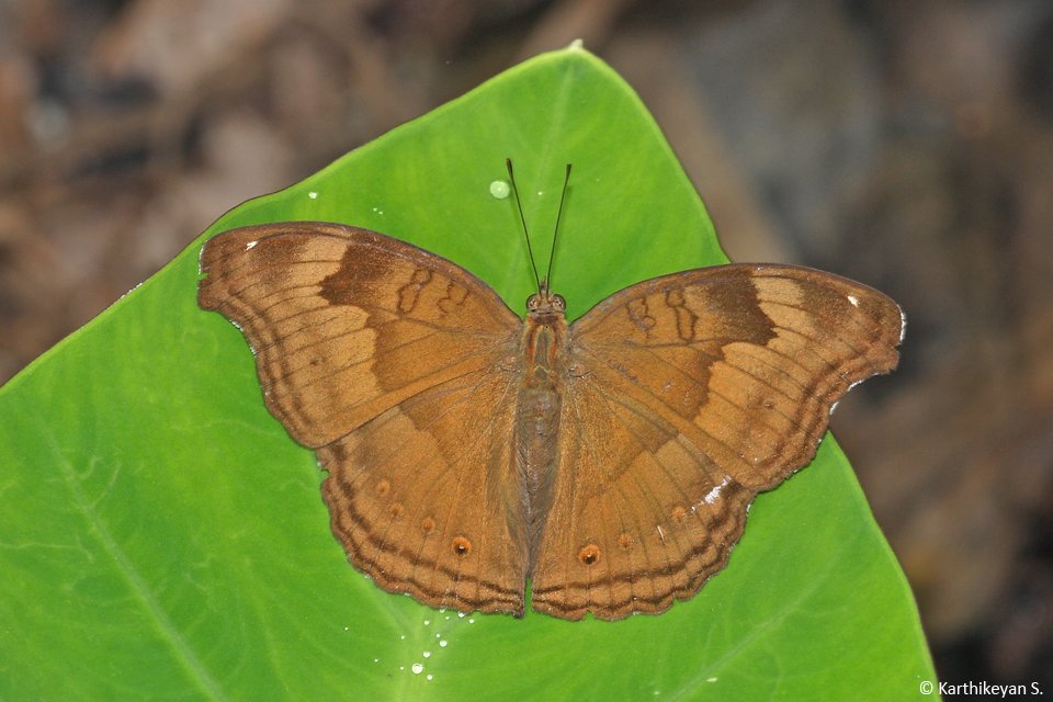 Chocolate Pansy b