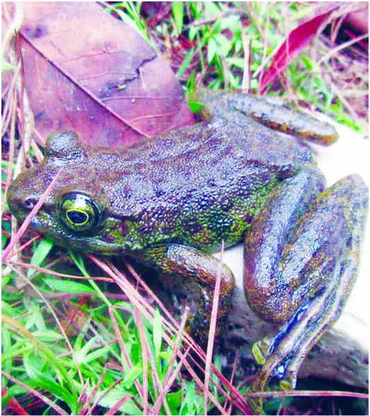 28th July 2025 - Current Affairs 5 FROG FEMALE P 1