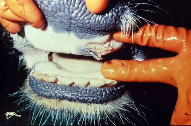 28th July 2025 - Current Affairs 1 Foot and mouth disease in mouth