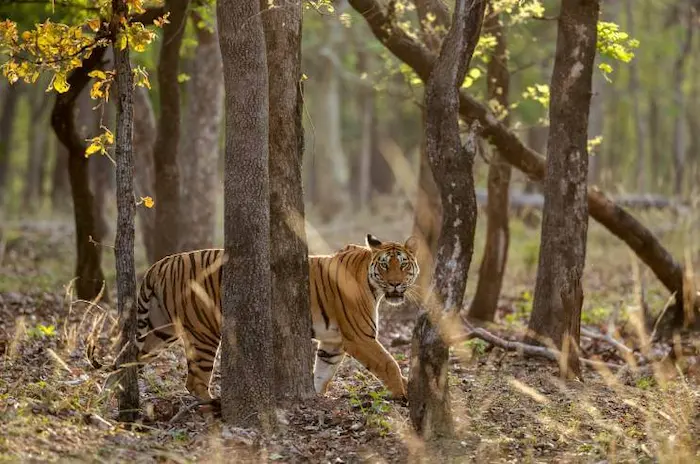 10th July 2025 - Current Affairs 3 Panna Tiger Reserve MP