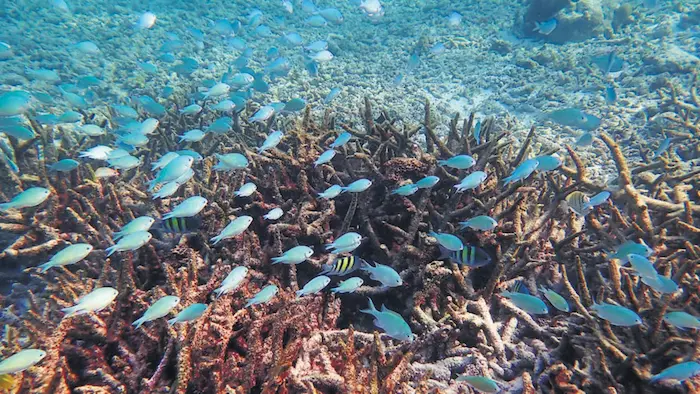 26th July 2025 - Current Affairs 6 The paper concluded that the fate of corals in Lak 1753383531494