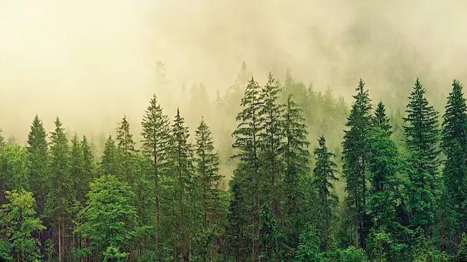 7th July 2025 - Current Affairs 2 forest 214915878