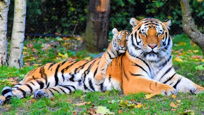 31st July 2025 - Current Affairs 6 international tiger day 2025 1753770835375