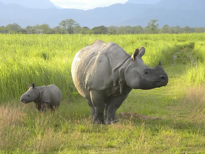 rhino in manas 1 dipankar ghose 58592