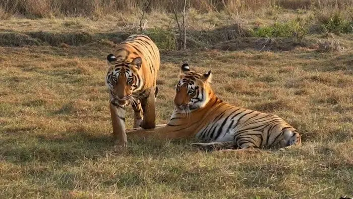 1st August 2025 - Current Affairs 3 Mumbai India June 28 2020 Tigers in Eastern V 1753801738715 1753801750629 1753801751299