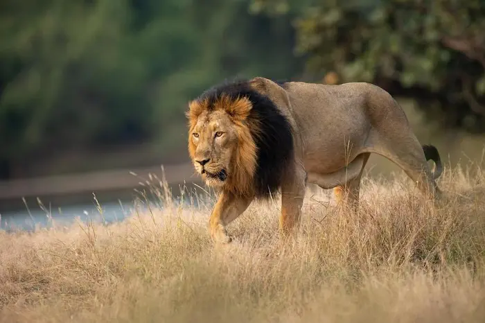 lion