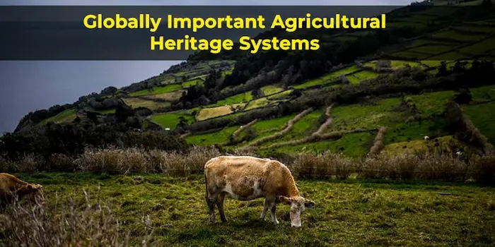 portugal farm