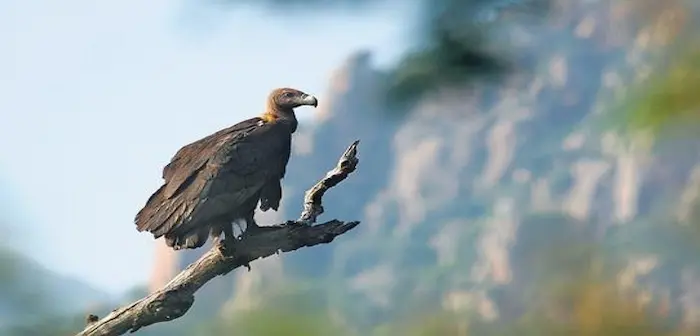 Vulture Action