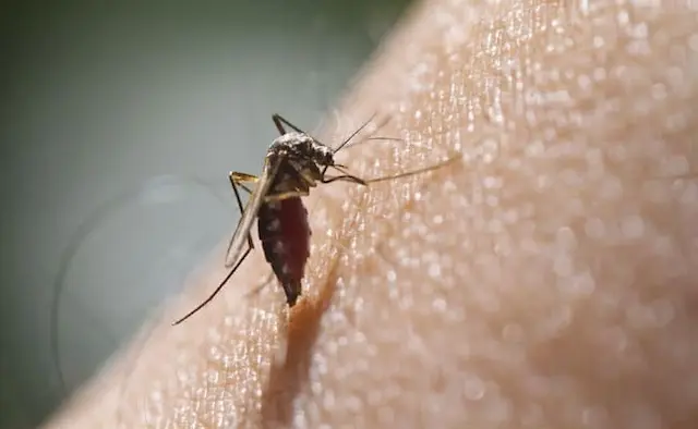 ha7jqn5o dengue mosquito