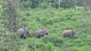 Indias Elephants and Their Growing Survival Challenge