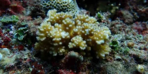 UP MSI to establish PHs first coral cryobank facility for coral restoration 2